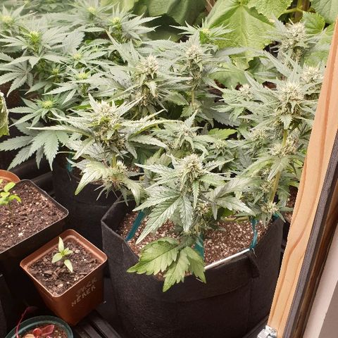 Blue OG growlog timeline photo