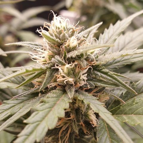Blue OG growlog timeline photo