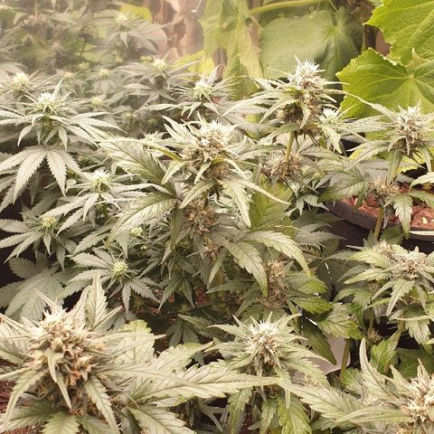 Blue OG growlog timeline photo