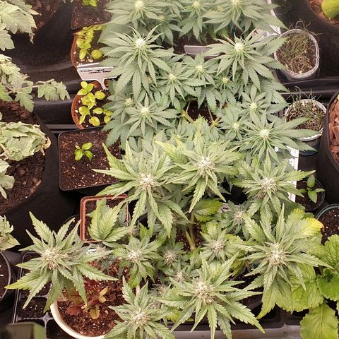 Blue OG growlog timeline photo