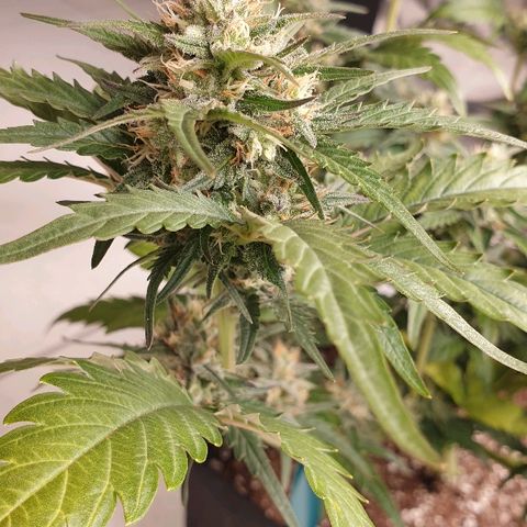 Blue OG growlog timeline photo