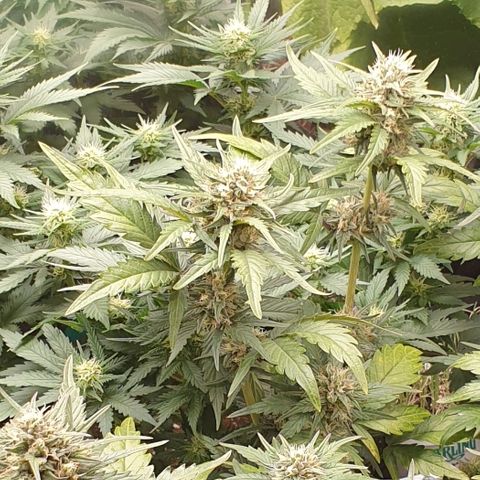 Blue OG growlog timeline photo