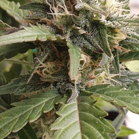 Blue OG growlog timeline photo