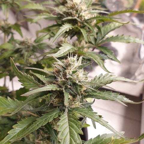 Blue OG growlog timeline photo