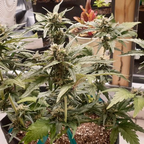Blue OG growlog timeline photo