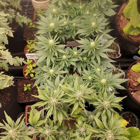 Blue OG growlog timeline photo