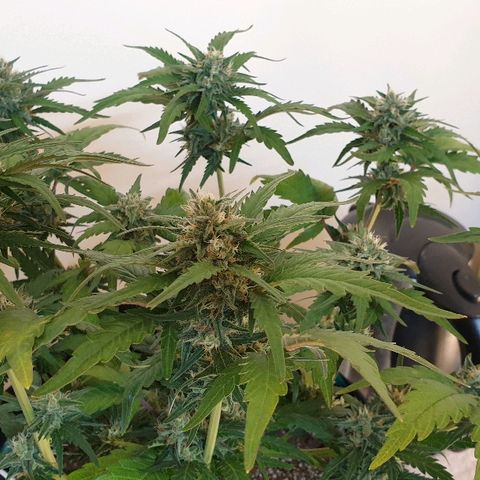 Blue OG growlog timeline photo