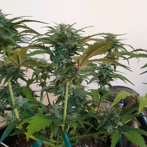 Blue OG growlog timeline photo