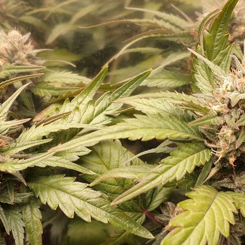 Blue OG growlog timeline photo