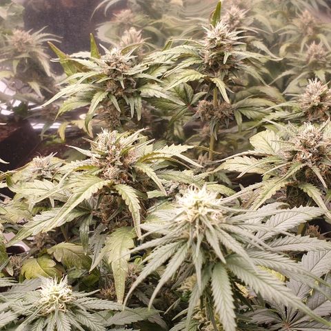 Blue OG growlog timeline photo