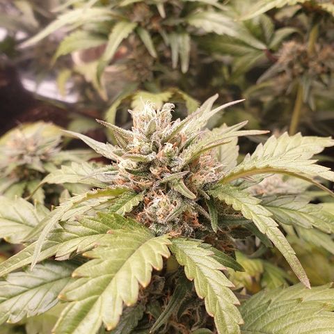 Blue OG growlog timeline photo