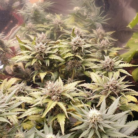 Blue OG growlog timeline photo