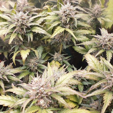 Blue OG growlog timeline photo