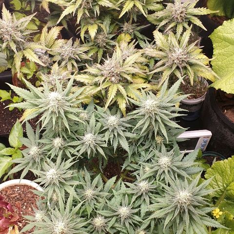 Blue OG growlog timeline photo
