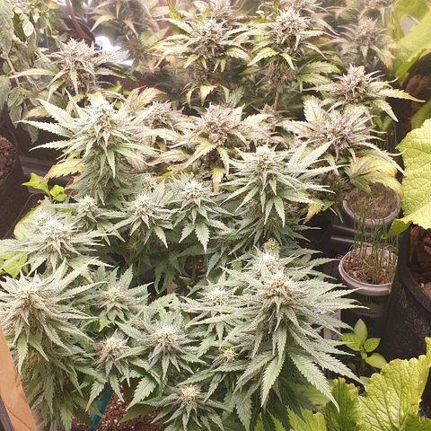 Blue OG growlog timeline photo
