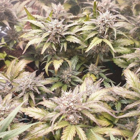 Blue OG growlog timeline photo