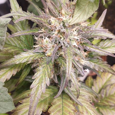 Blue OG growlog timeline photo