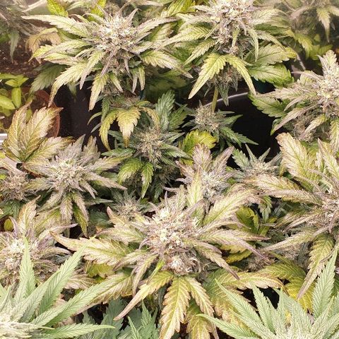 Blue OG growlog timeline photo