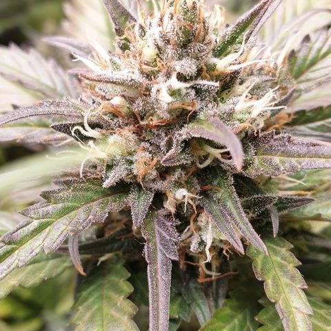 Blue OG growlog timeline photo