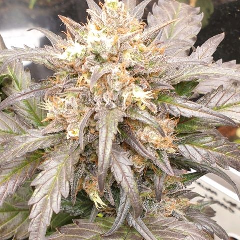 Blue OG growlog timeline photo