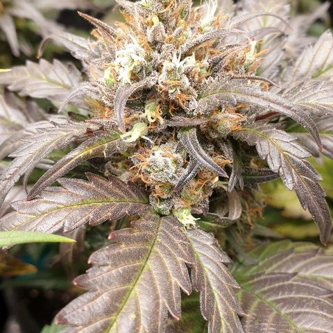 Blue OG growlog timeline photo