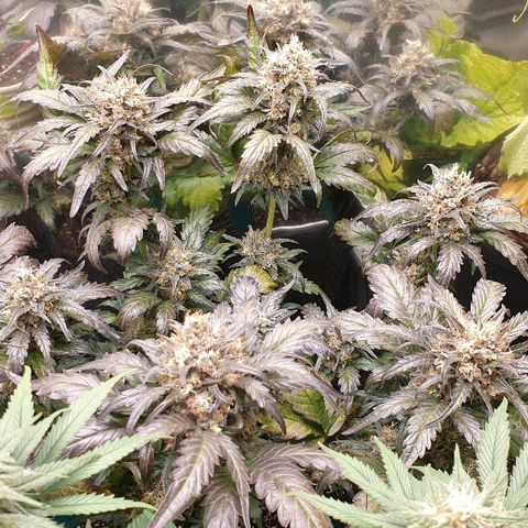 Blue OG growlog timeline photo
