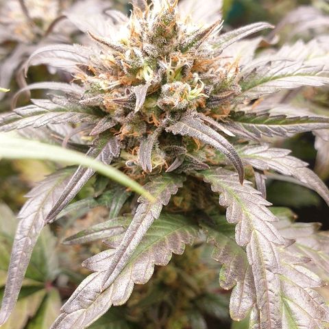 Blue OG growlog timeline photo