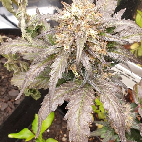 Blue OG growlog timeline photo