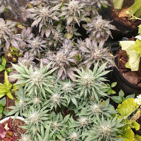 Blue OG growlog timeline photo