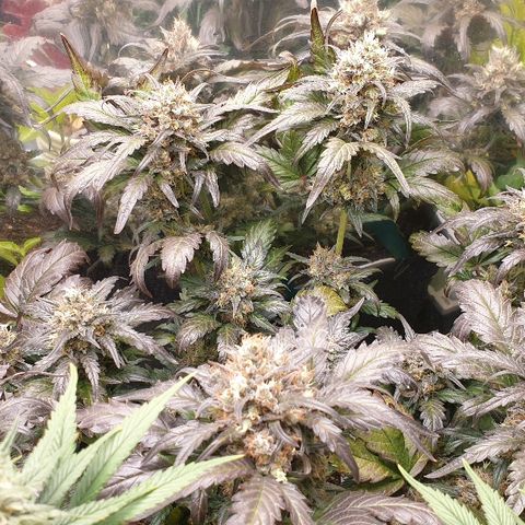 Blue OG growlog timeline photo
