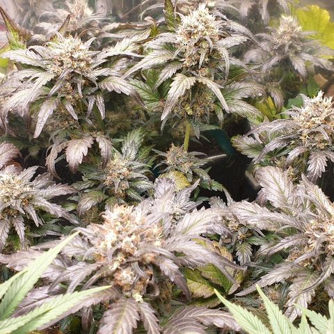 Blue OG growlog timeline photo
