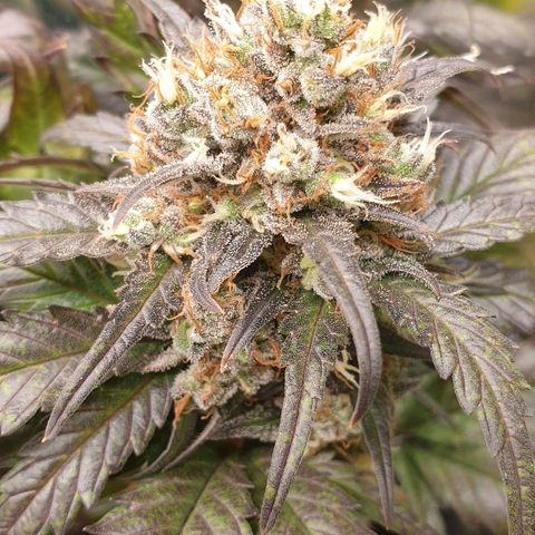 Blue OG growlog timeline photo