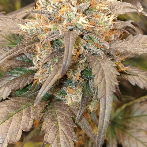 Blue OG growlog timeline photo