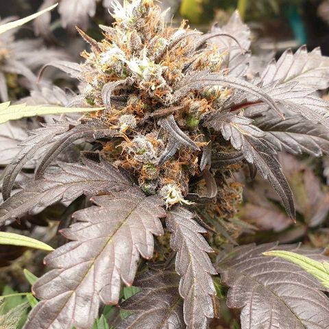Blue OG growlog timeline photo