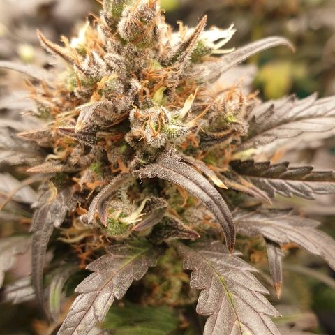 Blue OG growlog timeline photo