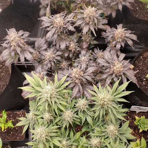 Blue OG growlog timeline photo