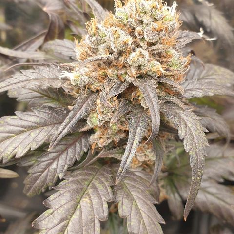 Blue OG growlog timeline photo