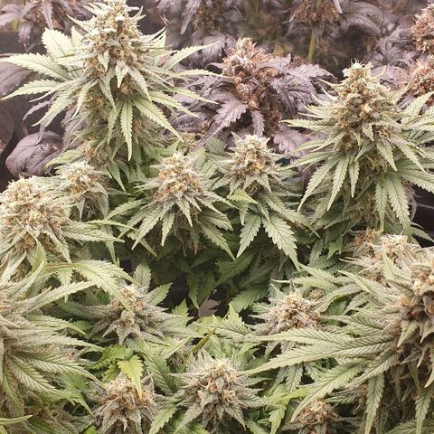 Blue OG growlog timeline photo