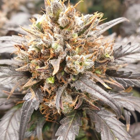 Blue OG growlog timeline photo