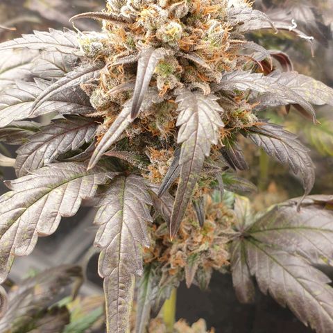 Blue OG growlog timeline photo
