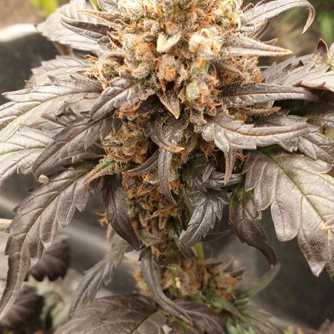 Blue OG growlog timeline photo