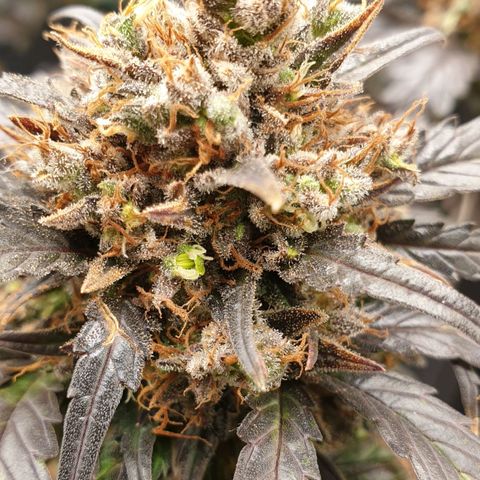 Blue OG growlog timeline photo