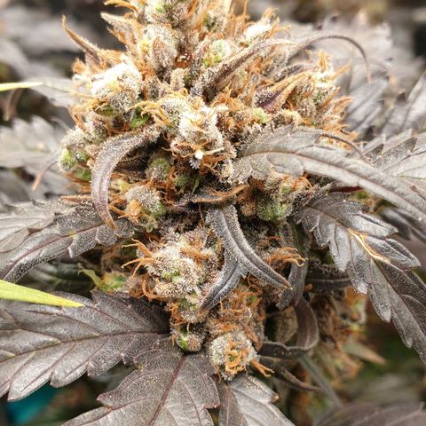 Blue OG growlog timeline photo