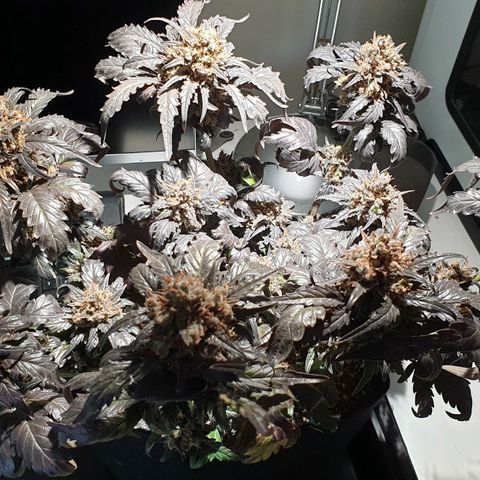 Blue OG growlog timeline photo
