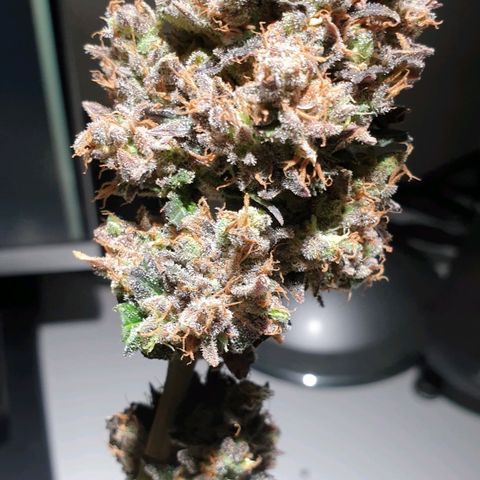 Blue OG growlog timeline photo