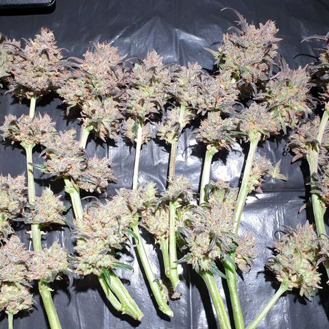 Blue OG growlog timeline photo