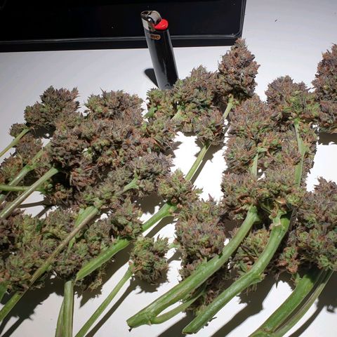 Blue OG growlog timeline photo