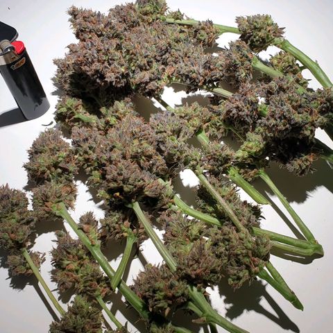 Blue OG growlog timeline photo