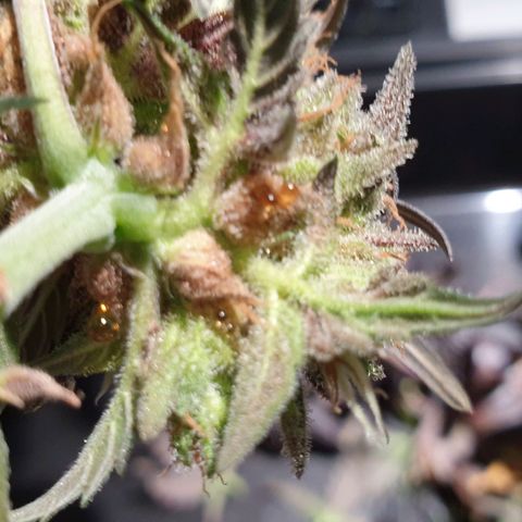 Blue OG growlog timeline photo