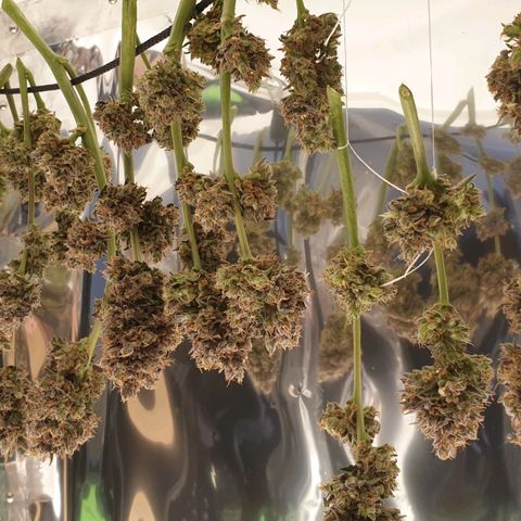 Blue OG growlog timeline photo